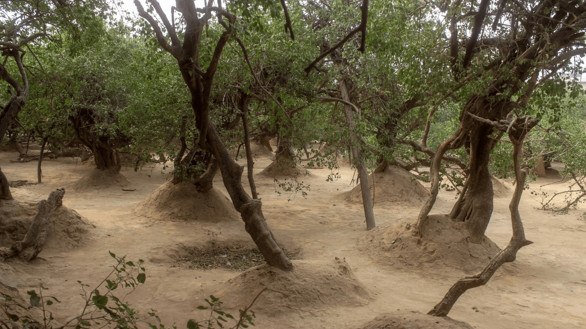 Nidhivan, Vrindavan