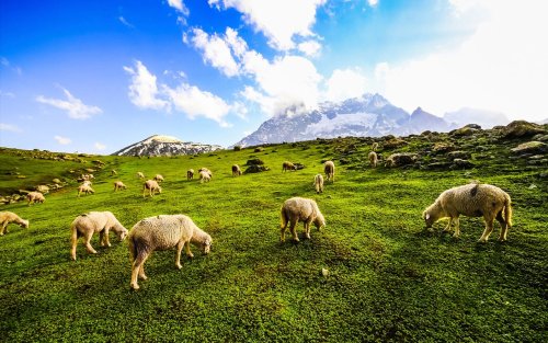 Dachigam National Park