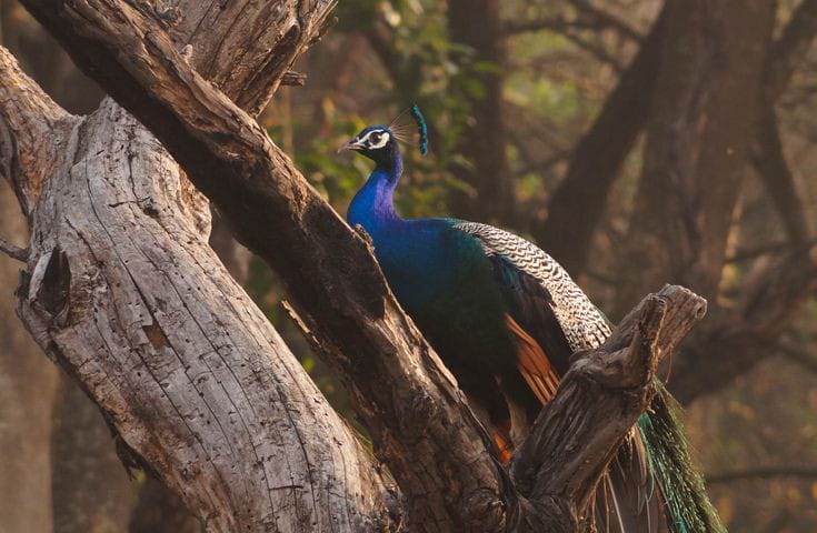 Dudhwa National Park