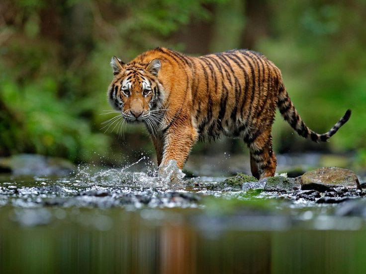 Jim Corbett National Park