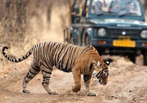 Ranthambore National Park